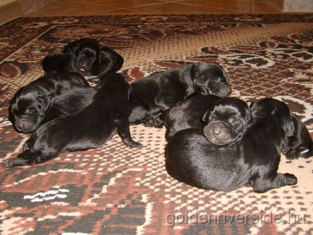 S6002774 kicsi.jpg - Labrador kiskutyk hrom naposan.